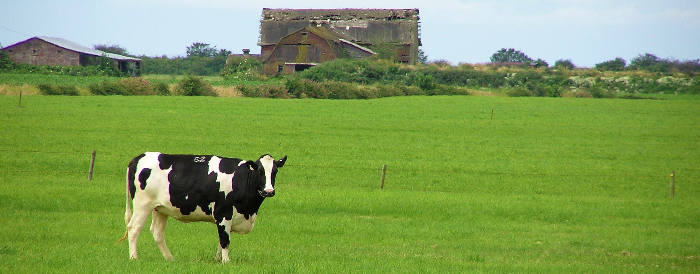 Dairy cow - Ministry of Agriculture